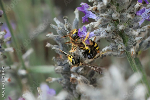 Wollbienen am Lavendel bei der Paarung