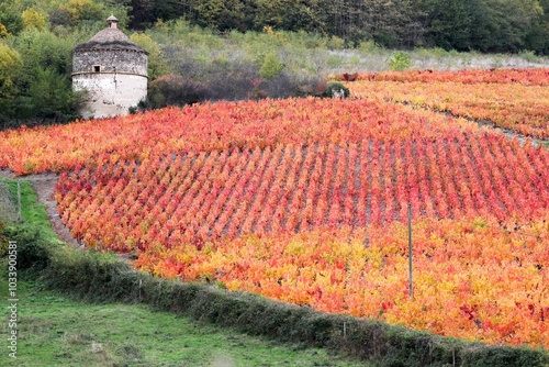 Dovecote and vineyards in Beaujolais during autumn season, France