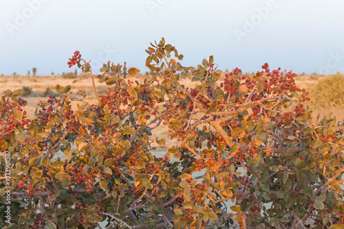 Fresh pistachios on branches in a garden shining in the sunlight. Abarkuh, Yazd, Iran.  photo