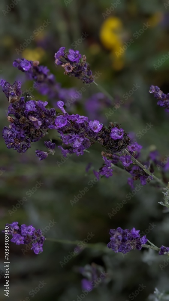 Fototapeta premium lavender flowers in the garden