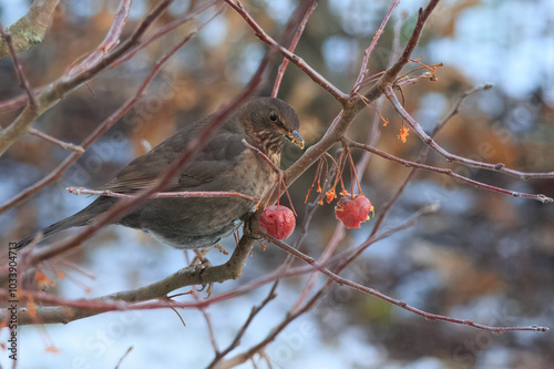 Amsel auf einem Zierapfelbaum