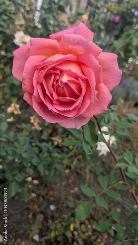 pink rose in garden