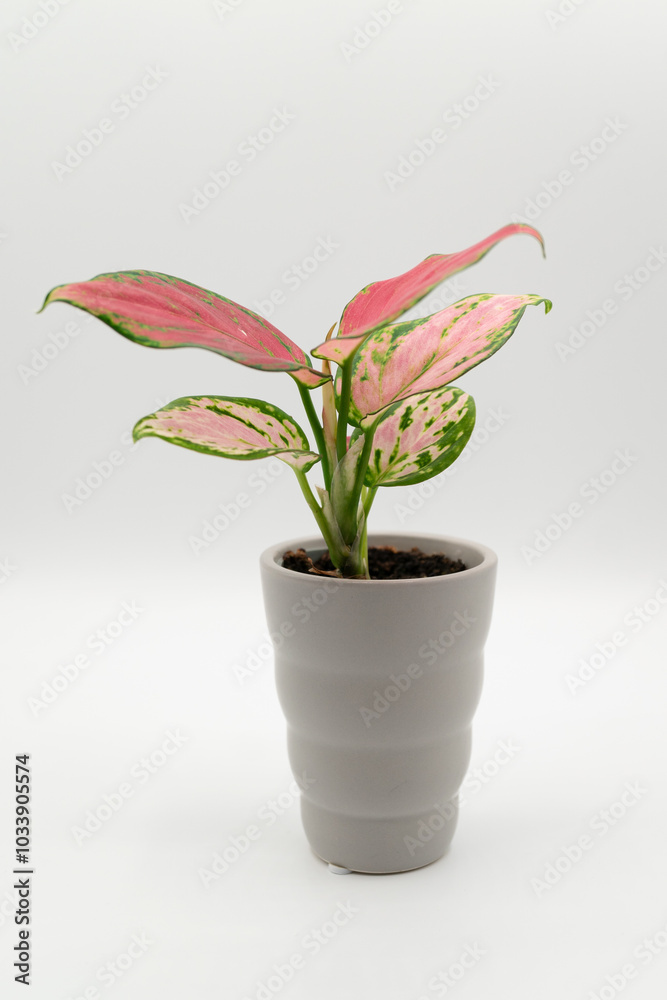 pink and green plant in a pot on a white background pink and green plant in a pot on a white background