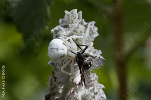 Krabbenspinne mit Fliege als Beute