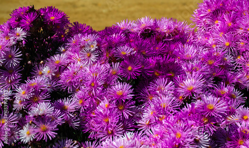 Magenta an pink jeweled beauties. Pink and magenta Lampranthus, also known as Vygies (Lampranthus amoenus) near Avontuur, Western Cape. photo