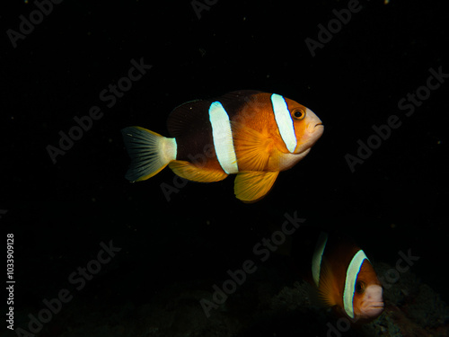 Clark's anemonefish, Amphiprion clarkii, isolated with a dark background in Puerto Galera, Philippines