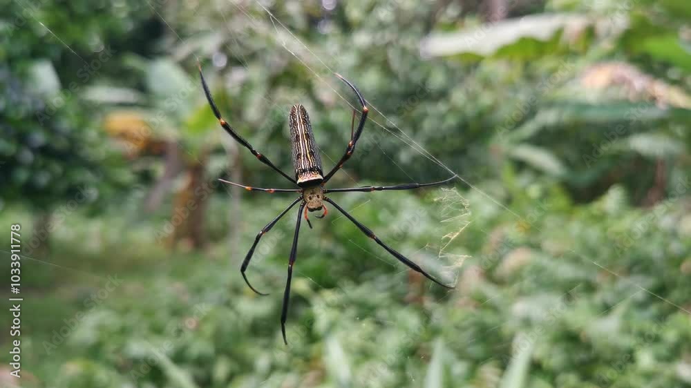 Macro of nephila pilipes spider insect on the web. Handheld footage. Macro of nephila pilipes spider insect on the web. Handheld footage.
