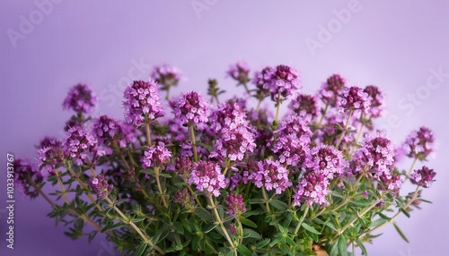 Vibrant Oregano Plant in Full Bloom with Delicate Purple Flowers. Perfect for Culinary Use, Herbal Remedies, Natural Skincare, and Garden Inspiration on a Soft Lavender Background