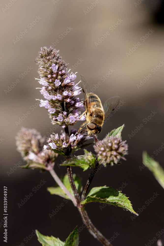 Minzblüten sind auch bei Bienen begehrt
