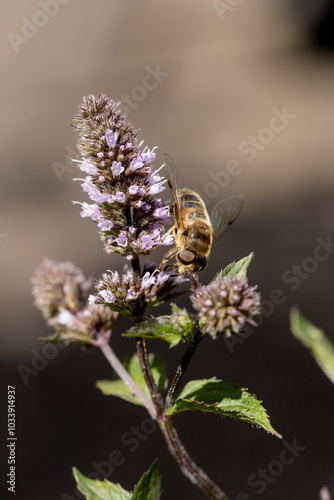 Obraz na płótnie Minzblüten sind auch bei Bienen begehrt w salonie