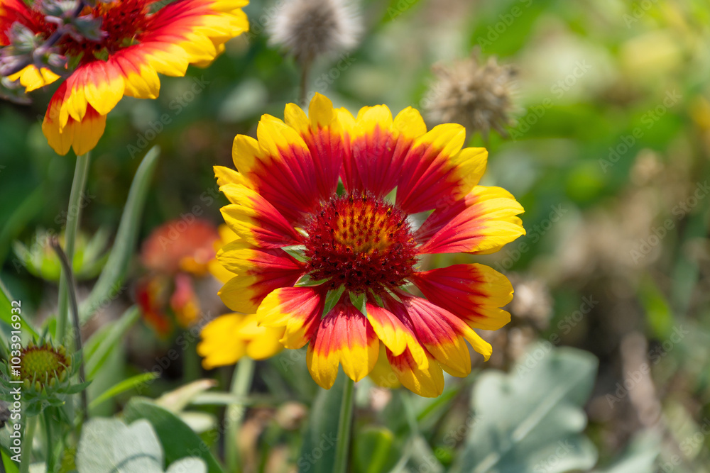 Beautiful red-orange flowers of Gaillardia pulchella. firewheel, Indian blanket, Indian blanketflower, sundance. Beautiful red-orange flowers of Gaillardia pulchella. firewheel, Indian blanket, Indian blanketflower, sundance.
