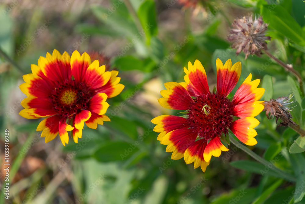 Beautiful red-orange flowers of Gaillardia pulchella. firewheel, Indian blanket, Indian blanketflower, sundance. Beautiful red-orange flowers of Gaillardia pulchella. firewheel, Indian blanket, Indian blanketflower, sundance.
