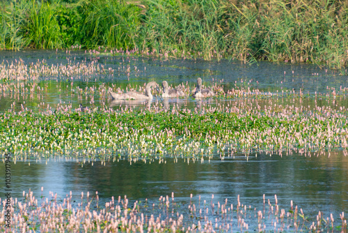 Swans swim among pink Persicaria amphibia flowers in a pond. longroot smartweed, water knotweed photo