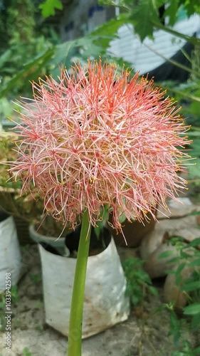 Closeup of scadoxus multiflorus flower plant at the garden. Handheld footage. photo