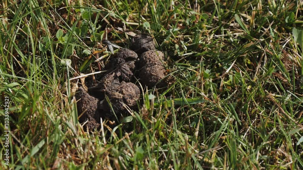A fly crawls over animal faeces in the grass on a sunny day A fly crawls over animal faeces in the grass on a sunny day