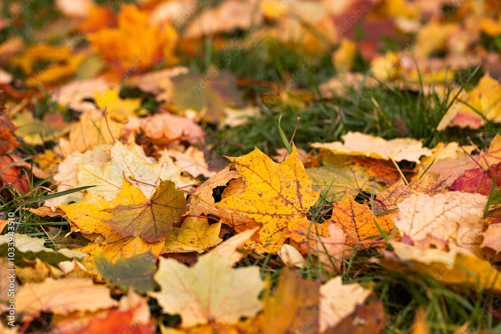 Closeup of colorful autumn leaves Closeup of colorful autumn leaves