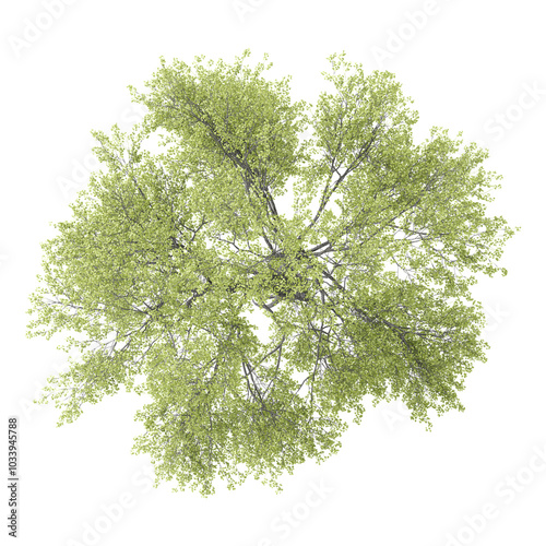 Collection of Acer saccharum plant isolated on transparent Canvas from the top view