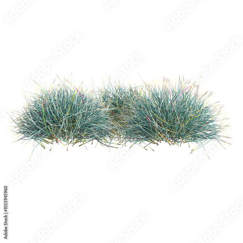 collection of Blue oat grass with realistic style