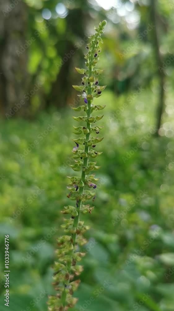 Closeup of woodland germander plant at the garden. Also known as salvia plant. Handheld footage. Closeup of woodland germander plant at the garden. Also known as salvia plant. Handheld footage.
