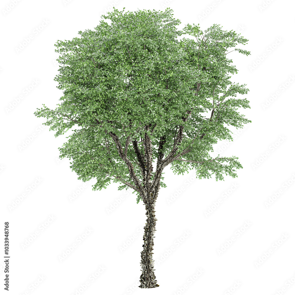 Fototapeta premium Collection of River birch plant isolated on transparent Canvas