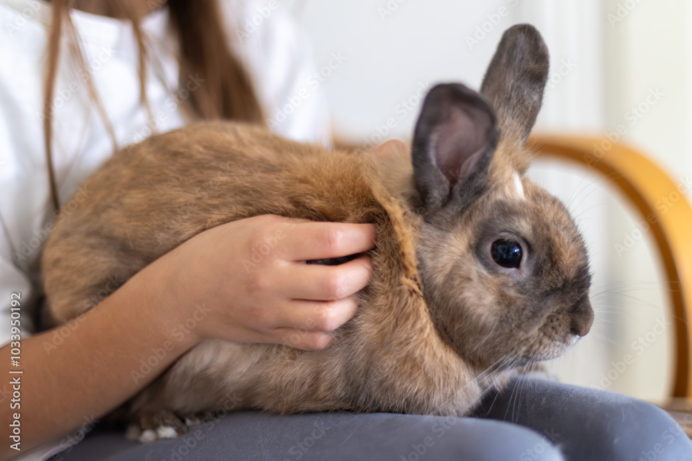 A pretty little girl is playing with a pet rabbit. Pets concept. A pretty little girl is playing with a pet rabbit. Pets concept.