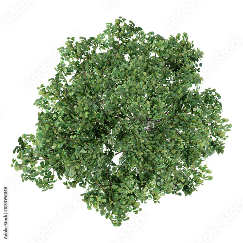 Top view of Cork Oak plant isolated on transparent Canvas