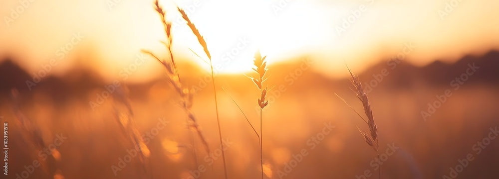 95. A soft-focus sunrise over fields, providing warmth and inspiration