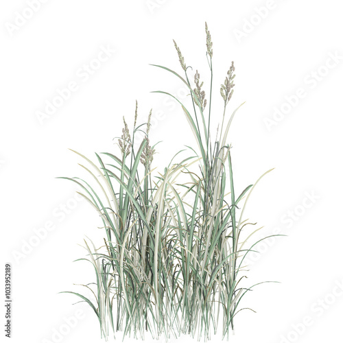 3d rendering of Phragmites australis plant isolated on transparent Canvas
