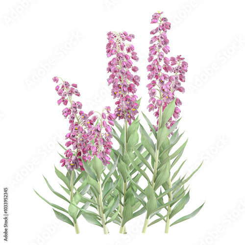 collection of Digitalis plant with realistic style