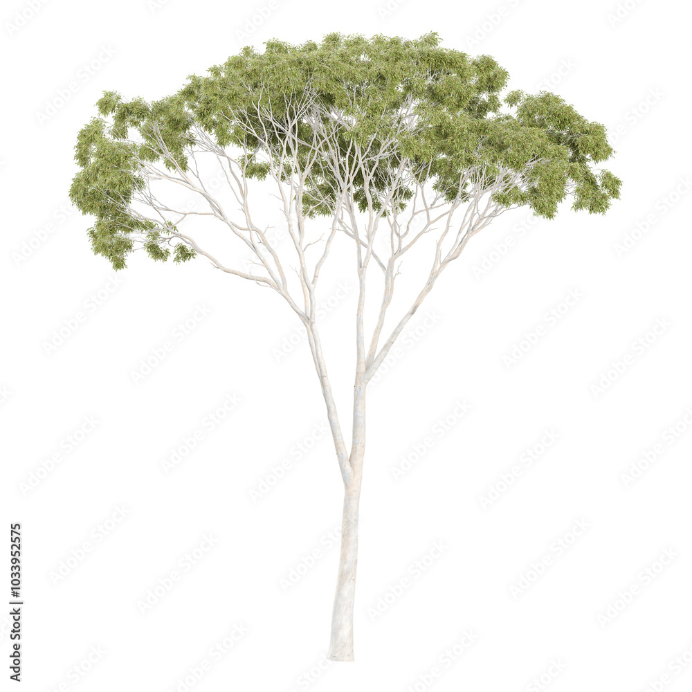 Fototapeta premium collection of Eucalyptus tree with realistic style