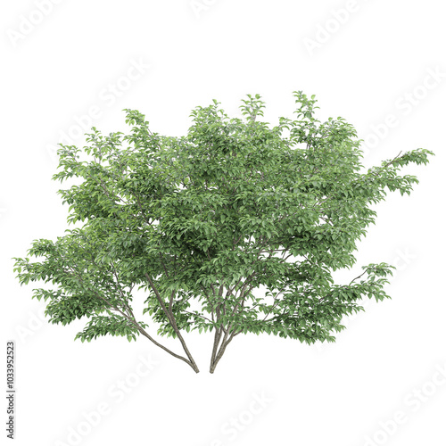 collection of Dwarf Burning plant with realistic style