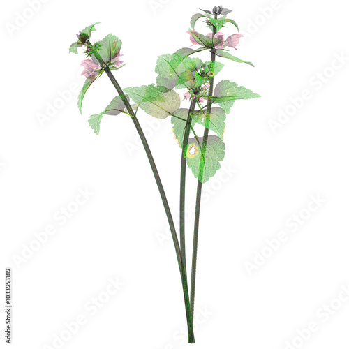 Collection of Red deadnettle plant isolated on transparent Canvas photo