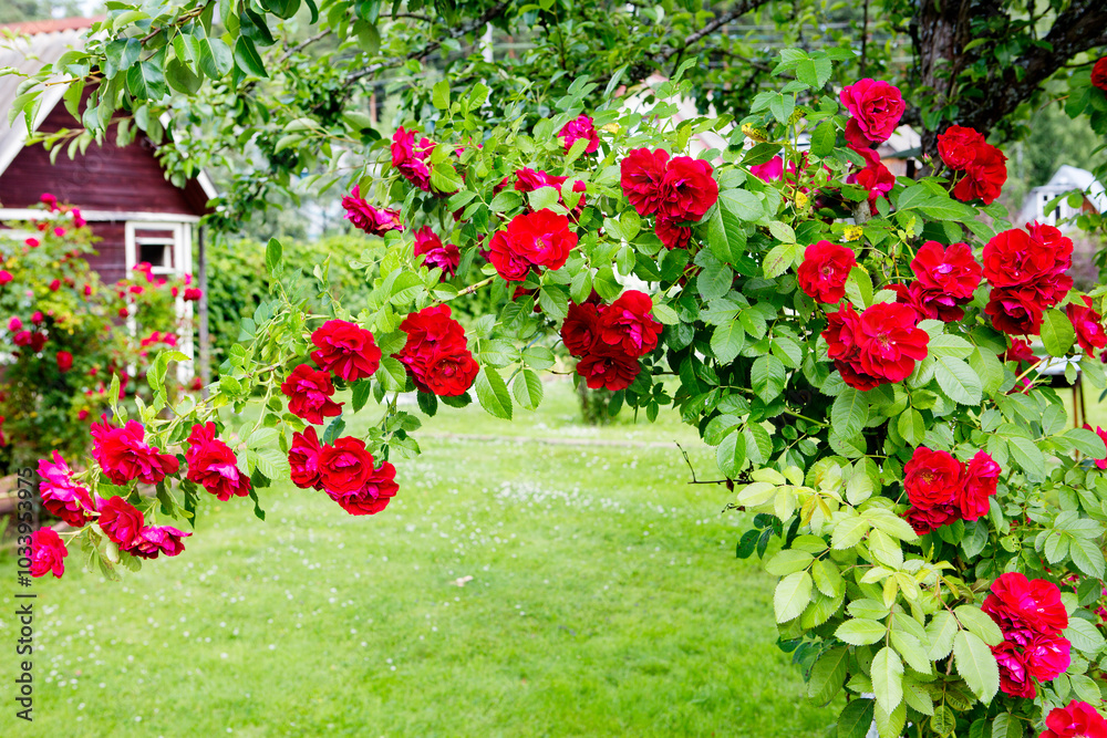 Obraz premium Climbing red rose flowers. Climbing red rose flowers. Picturesque garlands of flowers of a climbing rose with a sweet aroma cascade down, decorating arches, fences, walls.
