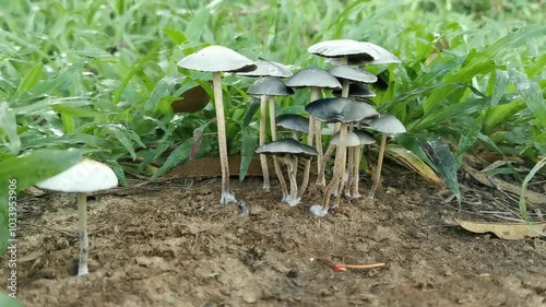 Schizophyllum commune, also known as hood mushroom, comb fungus, scale fungus or schizophyllum commune, is a species of mushroom that grows on rotten wood. Handheld footage. photo