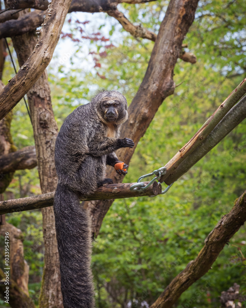 Brown woolly monkeys have long, strong prehensile tails. Portrait Brown woolly monkeys have long, strong prehensile tails. Portrait
