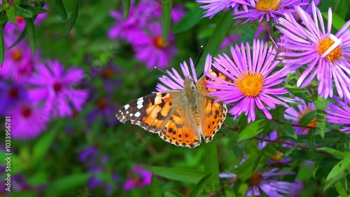 Butterfly painted lady (Vanessa cardui) collects nectar from autumn flowers Aster in the garden
