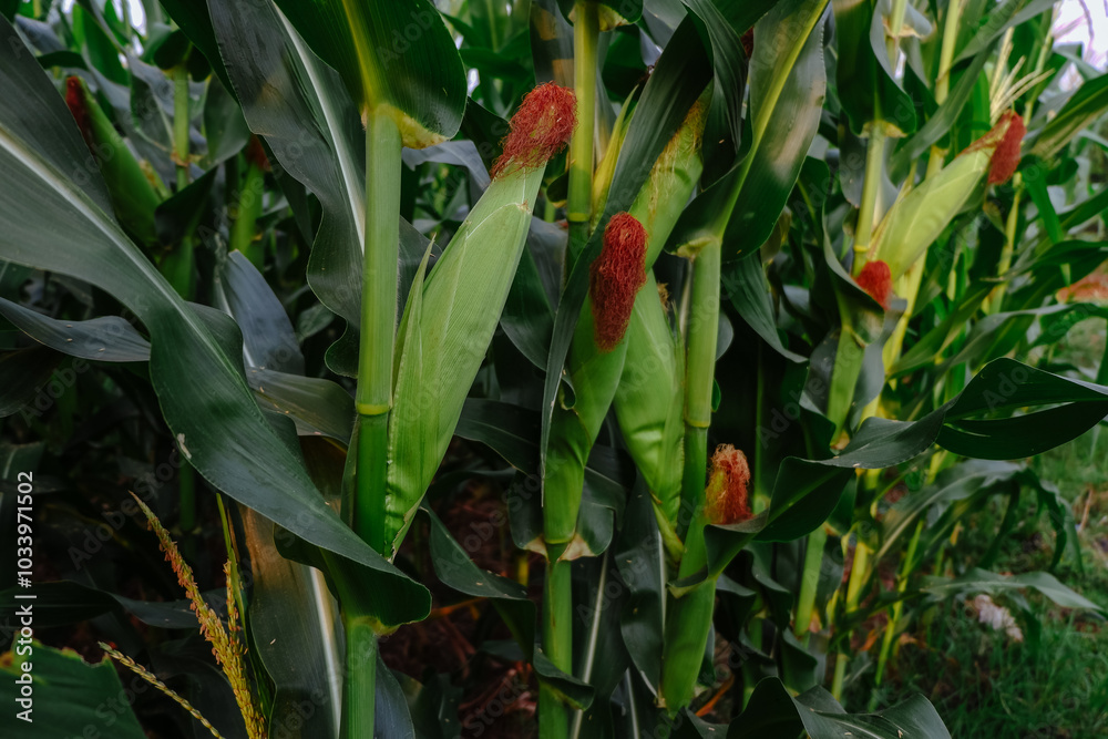 Fototapeta premium Corn plants with corn that is still green are not ready for harvest