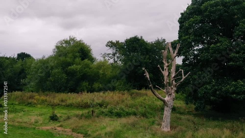 A dead tree in woodland rotting away aerial drone  photo