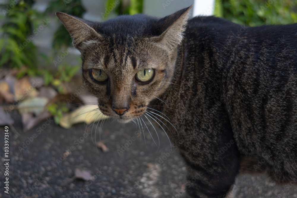 a gray cat with yellow eyes, standing on the asphalt against the background of a garden, and looking at the camera a gray cat with yellow eyes, standing on the asphalt against the background of a garden, and looking at the camera