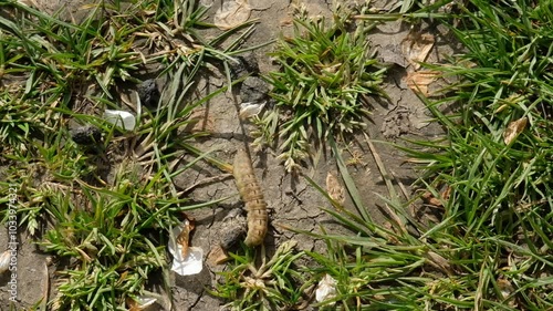 FU 2023-04-30 Obstwiese Vid 5 Eine Raupe kriecht über die Wiese