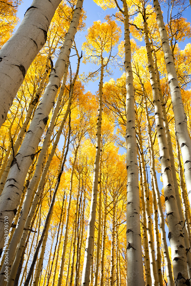 Autumn in Colorodo