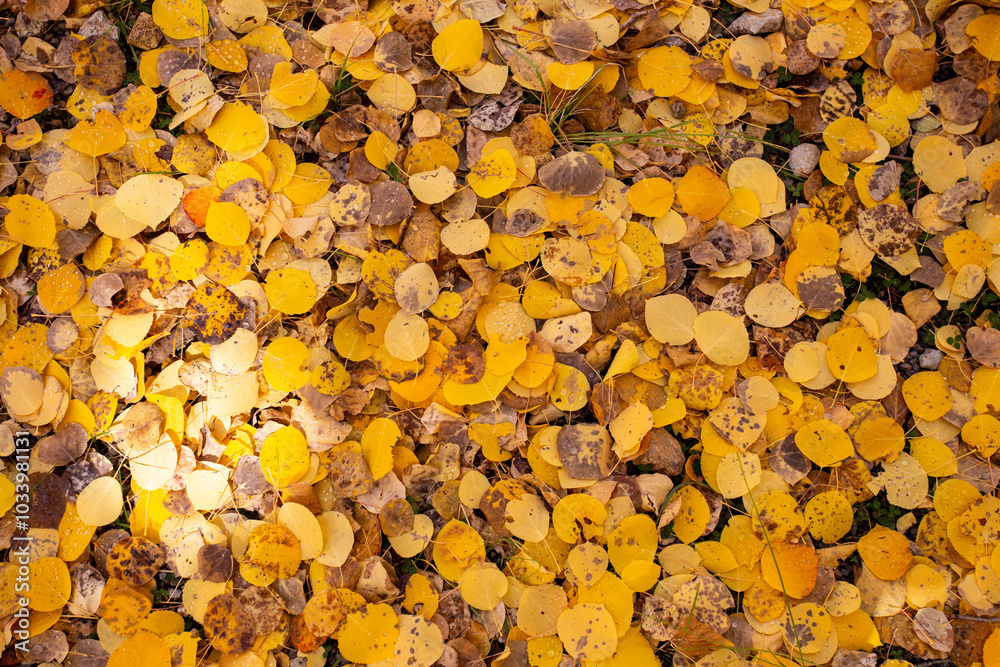 Autumn in Colorodo