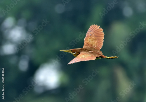 cinnamon bittern (Botaurus cinnamomeus) or chestnut bittern is a small Old World bittern, breeding in tropical and subtropical Asia 