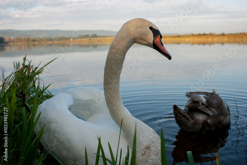 White swan onlake shore. Swan on beach. Swan on shore photo