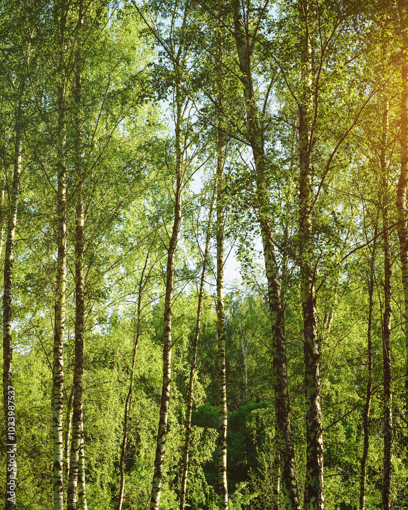 Grove of birches with young green leaves at sunset or sunrise in spring or summer. Vintage film aesthetic. Grove of birches with young green leaves at sunset or sunrise in spring or summer. Vintage film aesthetic.