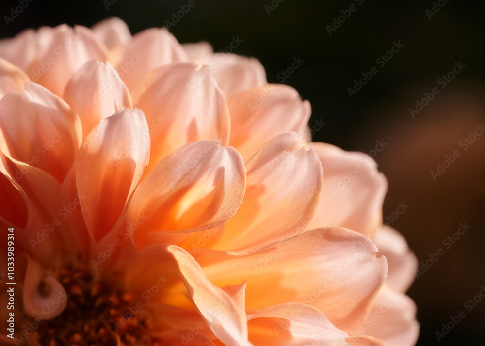 Close up of a dahlia flower, shallow depth of field