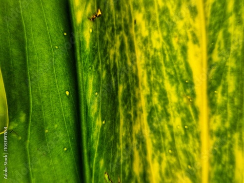 Close up exture  leaf in garden  photo