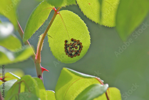 Ponte en développement de punaise des jardins (Halyomorpha halys)