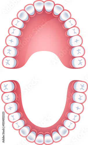 Teeth infographics template. Orthodontist diagram. Dental chart