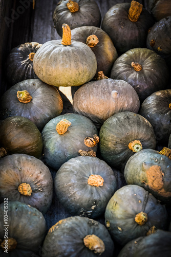 Kürbis, Shokichi Shiro, Cucurbita Maxima, Speisekürbis, Kürbisernte, Kürbisfest, Herbst, Herbstmarkt, Nordwestschweiz, Schweiz photo